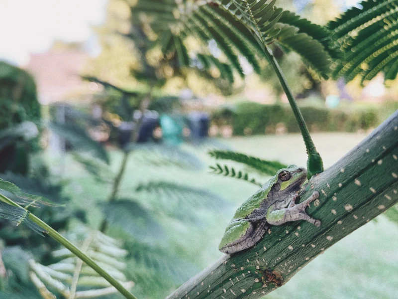 A green tree frog hiding in a mimosa tree