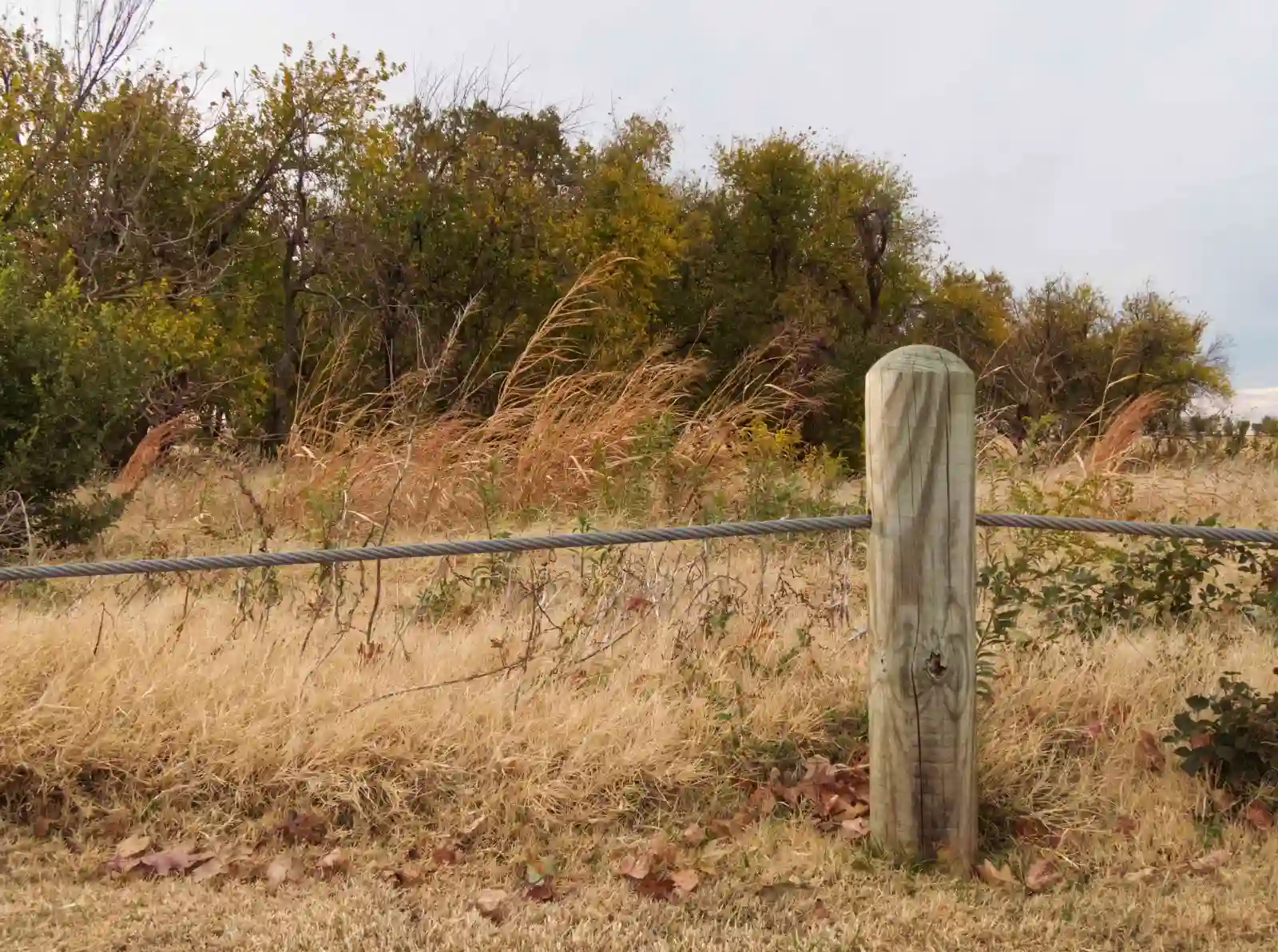 A rope fence and a wooden pole in the foreground separate a street and a wooded drainage area of a business park