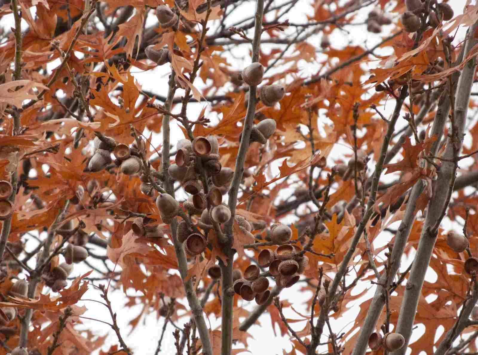 A nearly-bare tree and acorns photographed against a bright sky