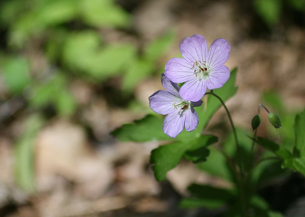 A wild geranium blooms alongside a walking path in Bartlesville, Oklahoma